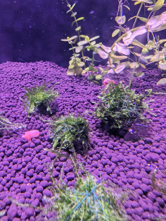 Java Moss Wrapped Lava Rock