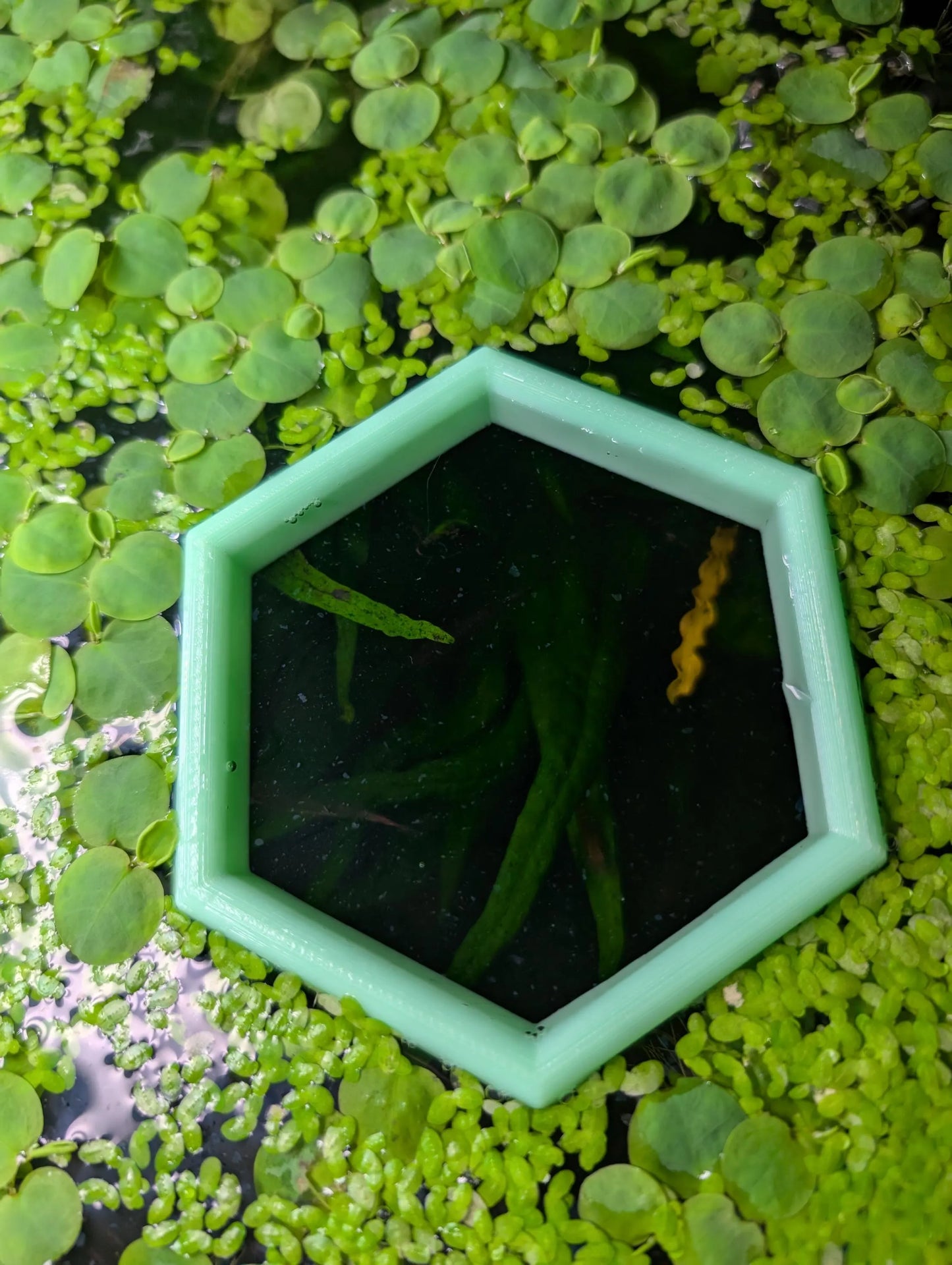 Hexagon - The ORIGINAL NEVER SINK Aquarium Plant Corral / Feeding Ring+ Floating Plant Pick