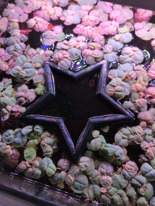 Star - The ORIGINAL NEVER SINK Aquarium Plant Corral / Feeding Ring+ Floating Plant Pick