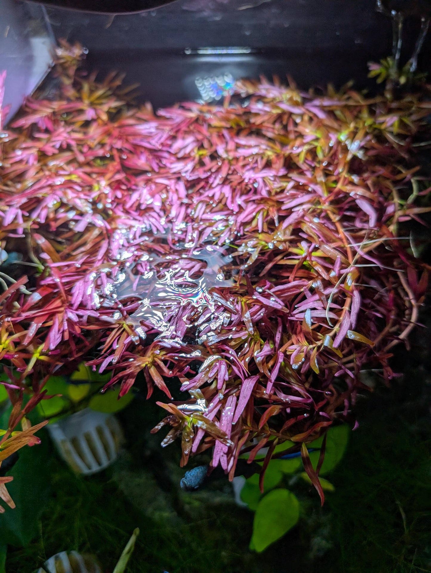 10+ 8"+ Stems Rotala Rotundfolia Blood Red Buy 2 Get 1 FREE Aquarium Stem Plant