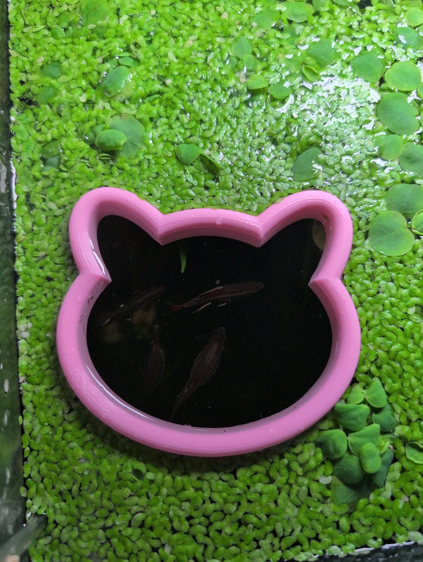 Chubby Cat - The ORIGINAL NEVER SINK Aquarium Plant Corral / Feeding Ring+ Floating Plant Pick
