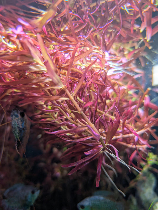 10+ 8"+ Stems Rotala Rotundfolia Blood Red Buy 2 Get 1 FREE Aquarium Stem Plant