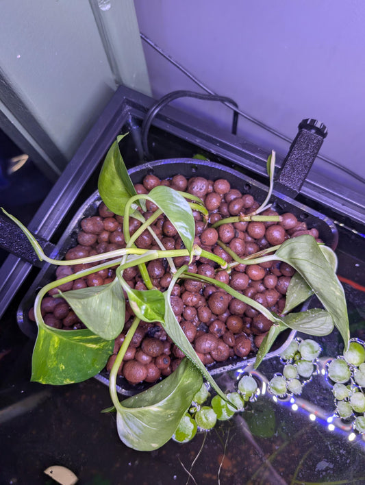 Aquarium House Plant Corner Basket - Adjustable