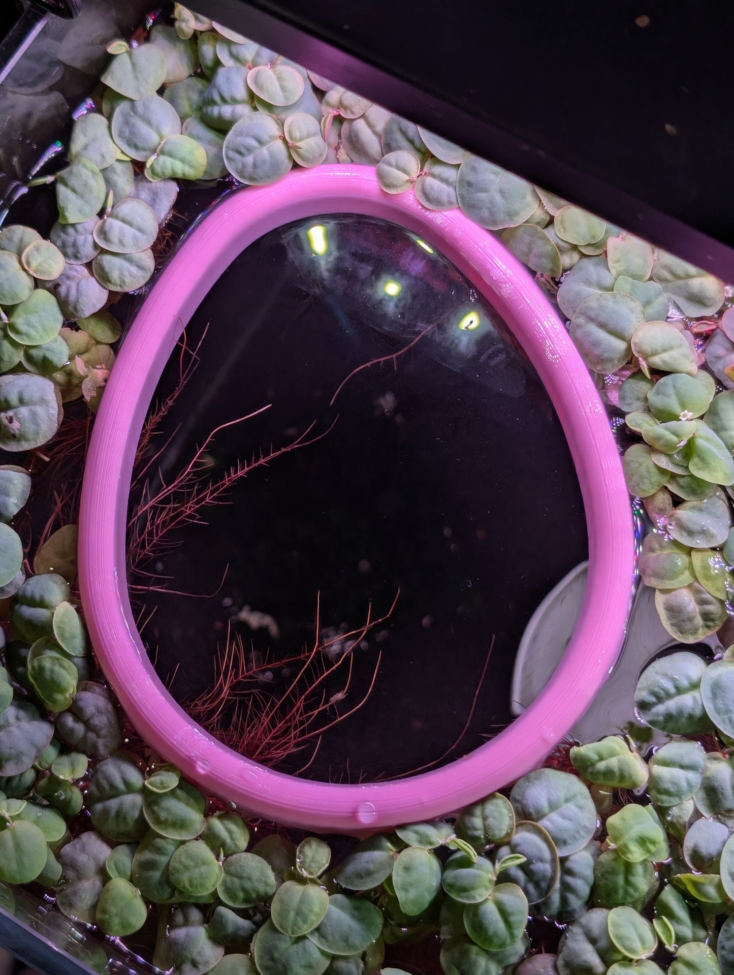 Easter Egg NEVER Sink Floating Feeding Ring/Plant Corral + Floating Plant Pick