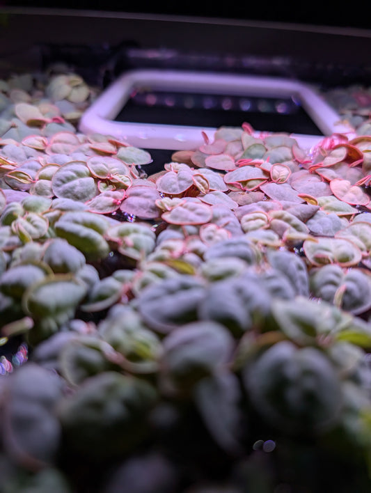 40+ Leaves Red Root Floaters Floating Plants Phyllanthus Fluitans