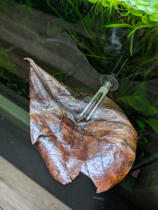 Aquarium Veggie Skewer with Suction Cup