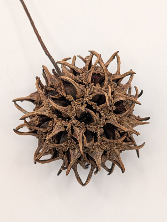 Sweet Gum Tree Balls 10 Pack