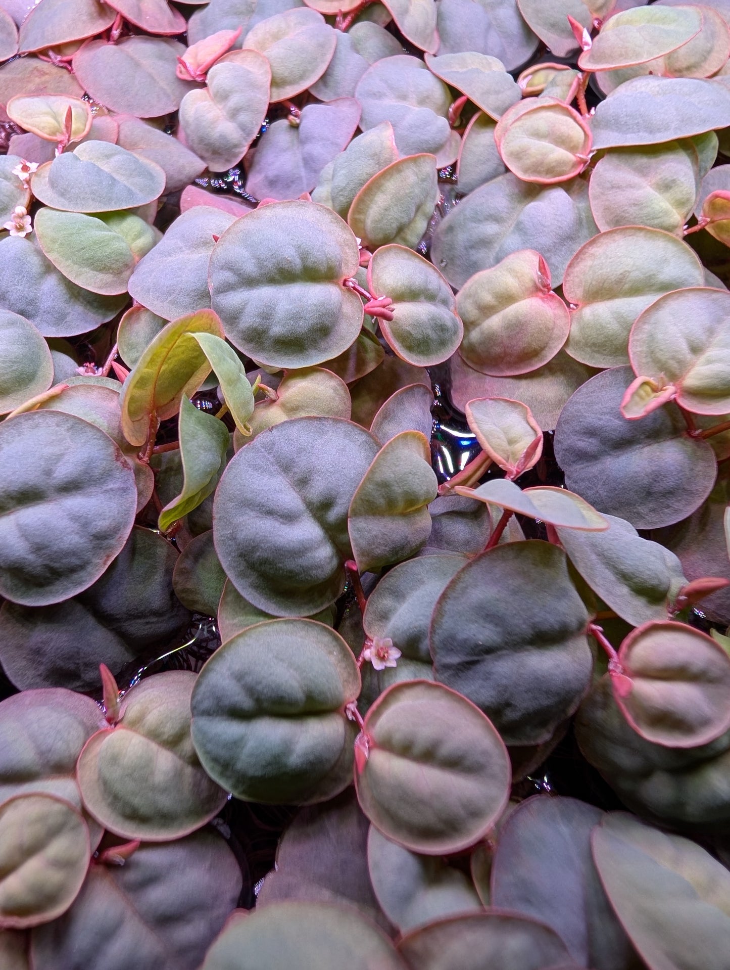 40+ Leaves Red Root Floaters Floating Plants Phyllanthus Fluitans