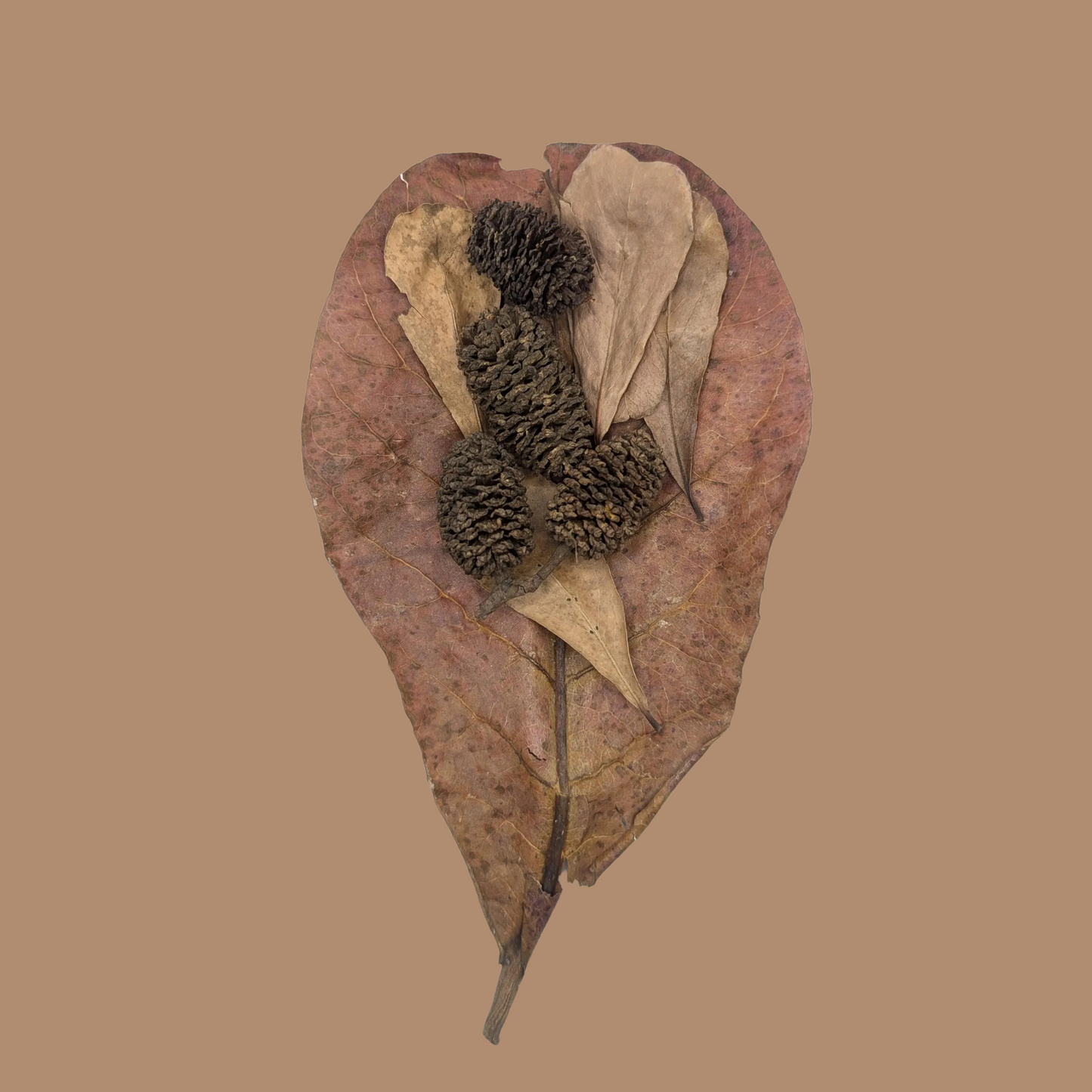 Botanical Pack for Betta Fish, Shrimp, Blackwater Aquarium