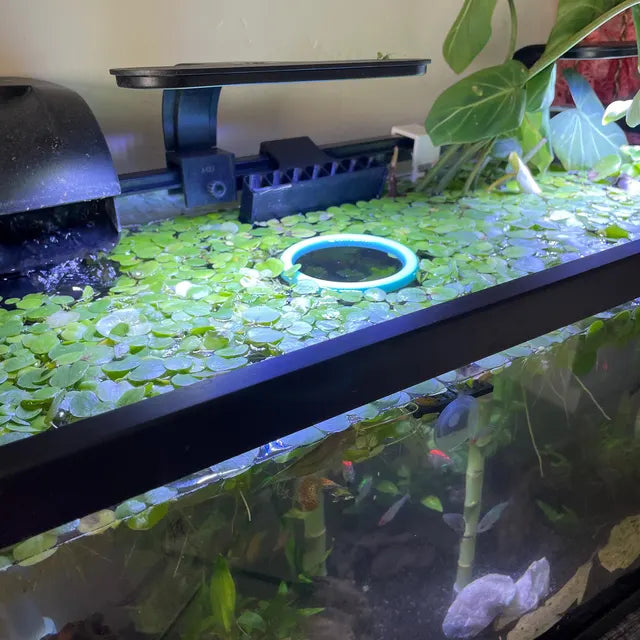 Never Sink Floating Plant Corral/Feeding Portal