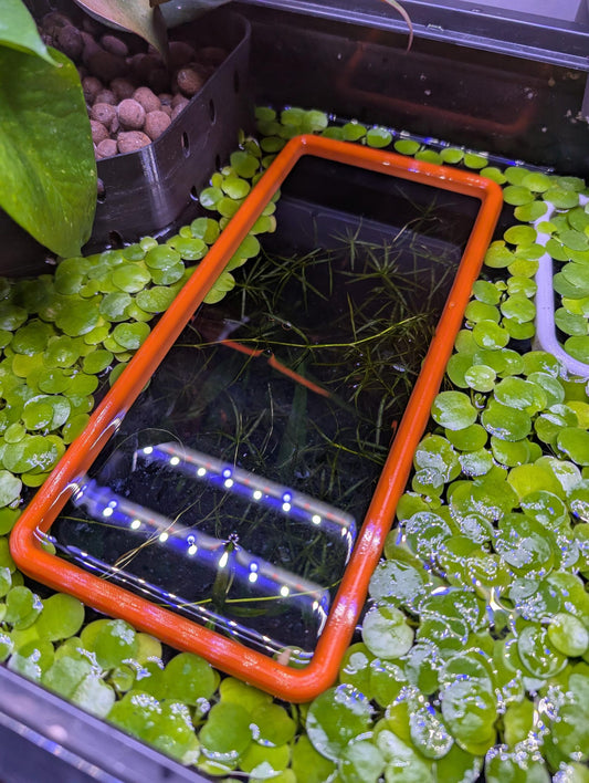 The ORIGINAL NEVER SINK 10 Inch Rectangle Aquarium Plant Corral / Feeding Ring+ Floating Plant Pick