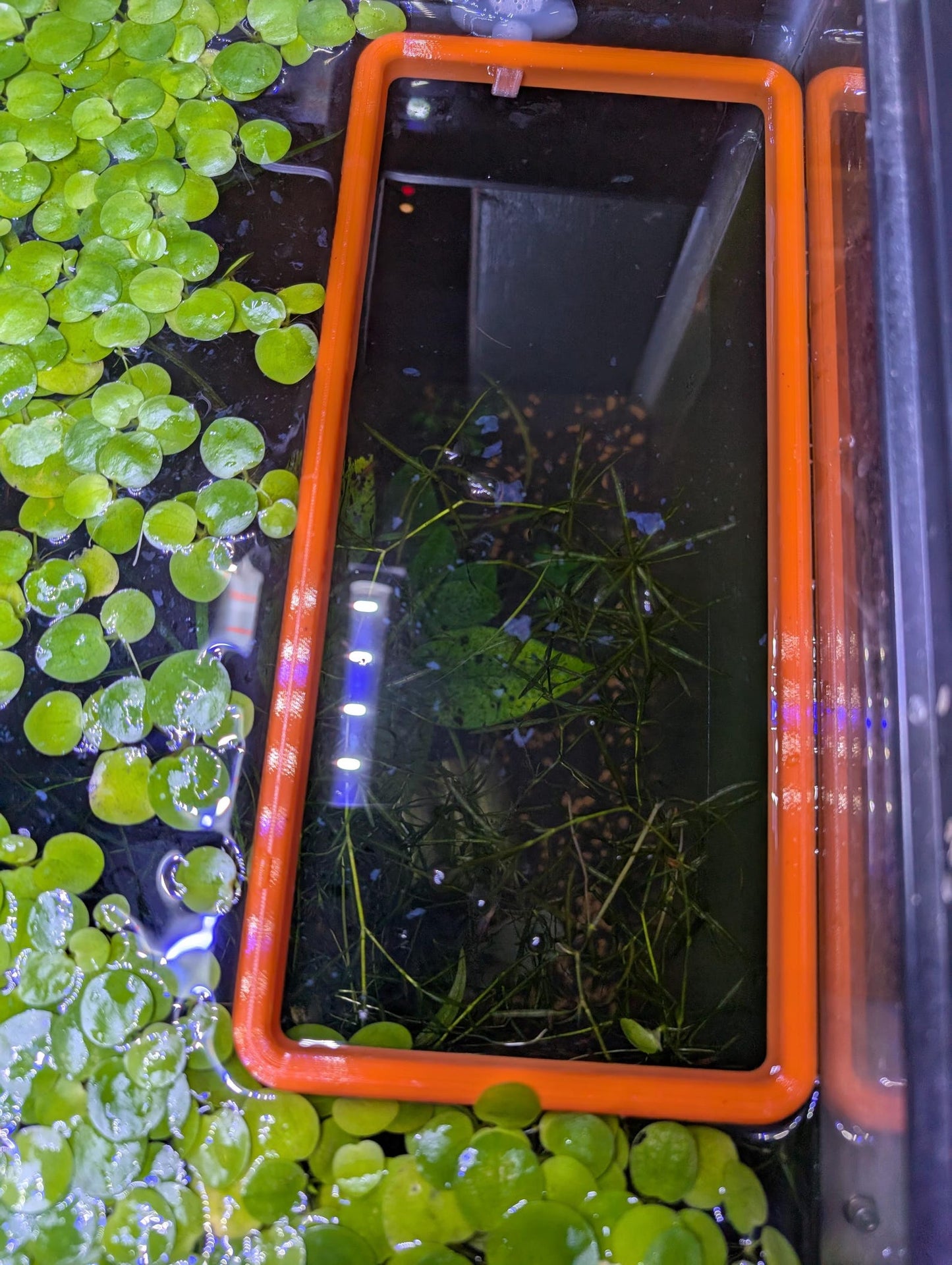 The ORIGINAL NEVER SINK 10 Inch Rectangle Aquarium Plant Corral / Feeding Ring+ Floating Plant Pick