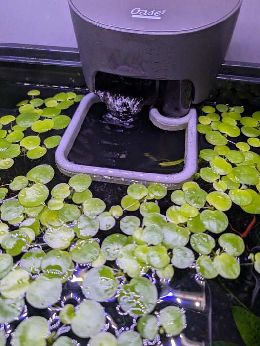 The ORIGINAL Never Sink Plant Corral - Feeding Portal Auto-Adjusting Hang On Back Filter Plant Separator