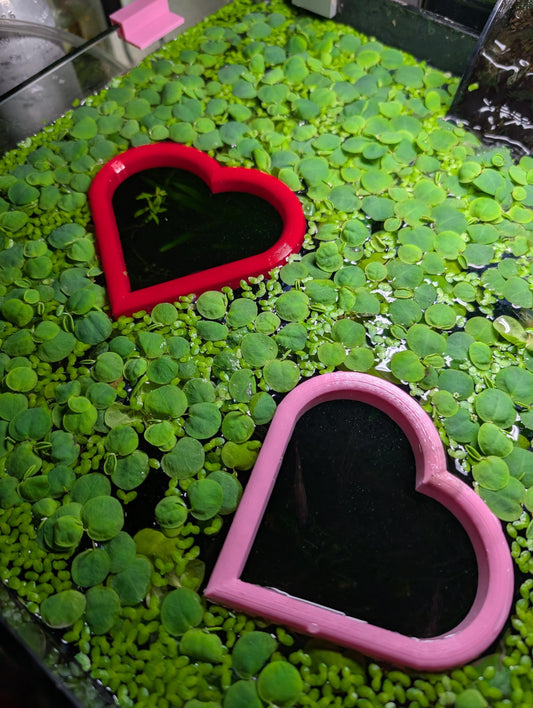 Heart Aquarium Feeding Ring: Floating Plant Corral
