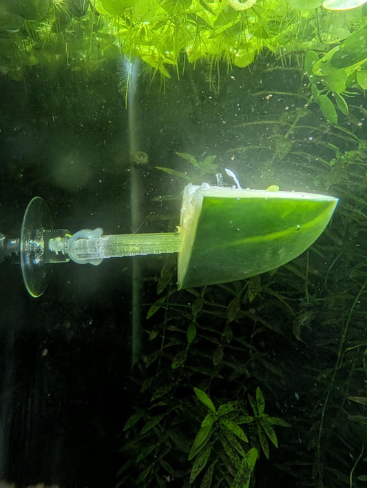 2 Pack Aquarium Veggie Skewer / Food Holder with Suction Cup