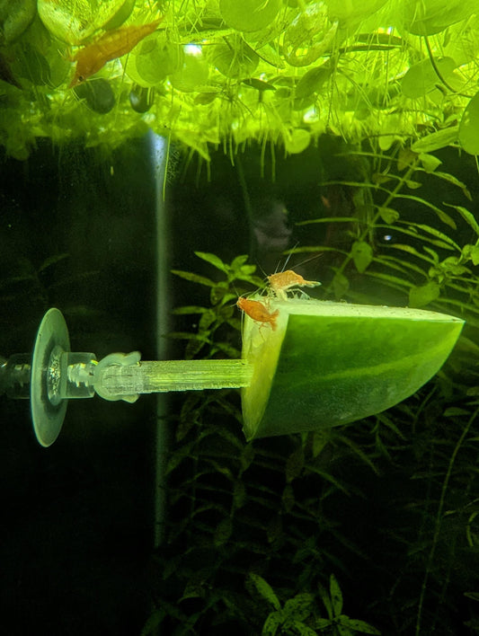 2 Pack Aquarium Veggie Skewer / Food Holder with Suction Cup