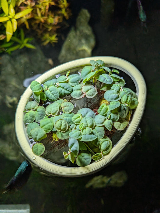 Never Sink Easter Egg Aquarium Feeding Ring: Floating Plant Corral