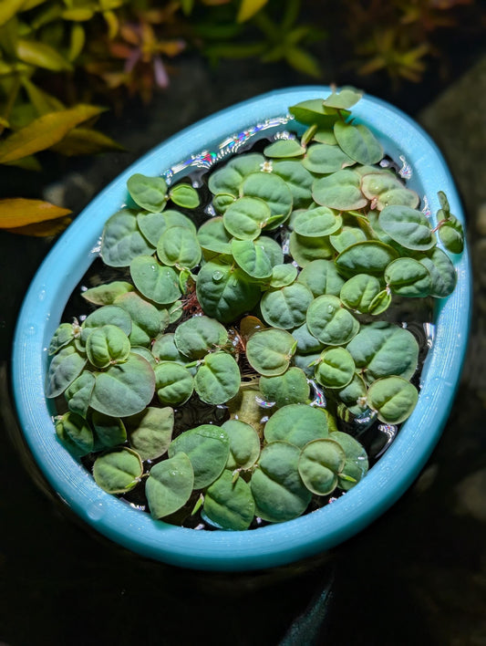 Never Sink Easter Egg Aquarium Feeding Ring: Floating Plant Corral