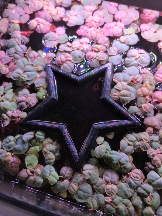 Star - The ORIGINAL NEVER SINK Aquarium Plant Corral / Feeding Ring
