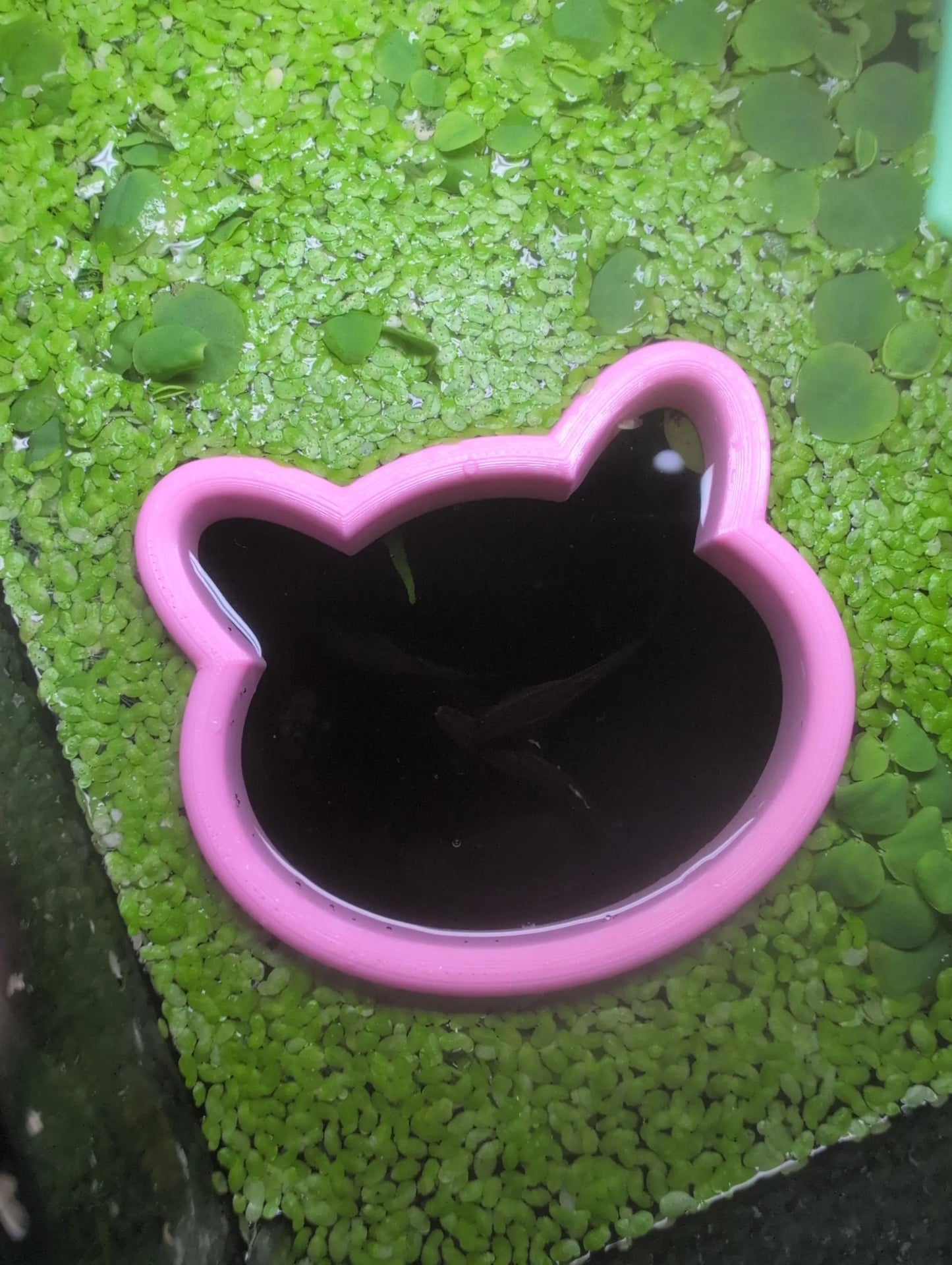Chubby Cat - The ORIGINAL NEVER SINK Aquarium Plant Corral / Feeding Ring+ Floating Plant Pick