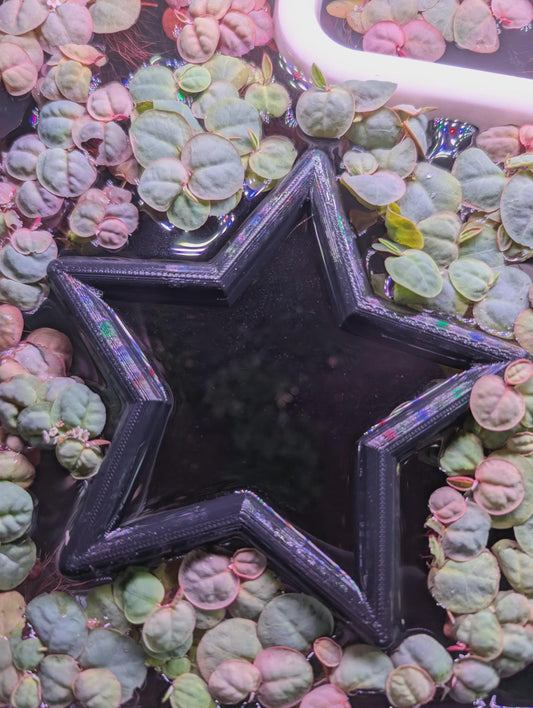 Star - The ORIGINAL NEVER SINK Aquarium Plant Corral / Feeding Ring