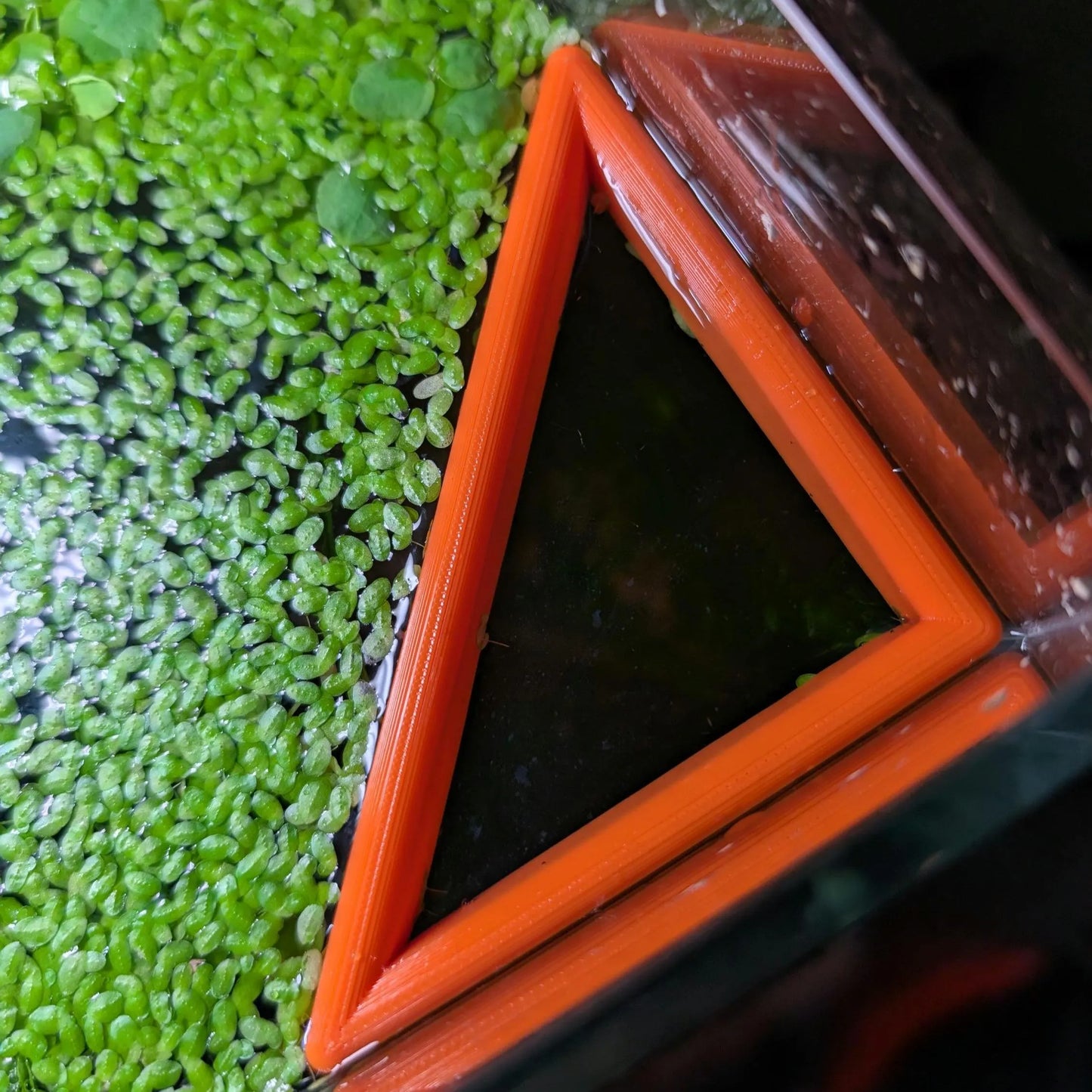 Triangle - The ORIGINAL NEVER SINK Aquarium Plant Corral / Feeding Ring+ Floating Plant Pick
