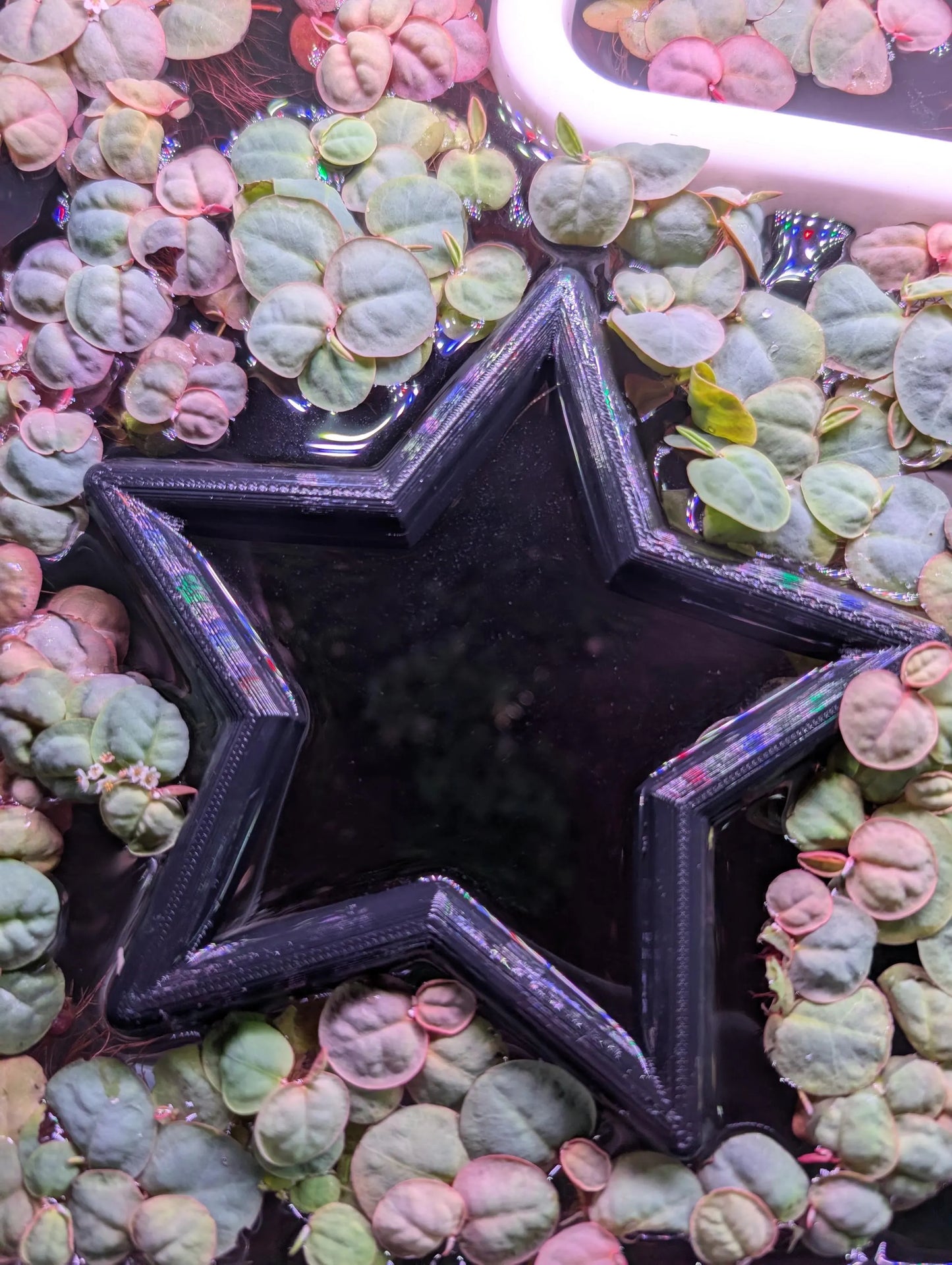 Star - The ORIGINAL NEVER SINK Aquarium Plant Corral / Feeding Ring+ Floating Plant Pick