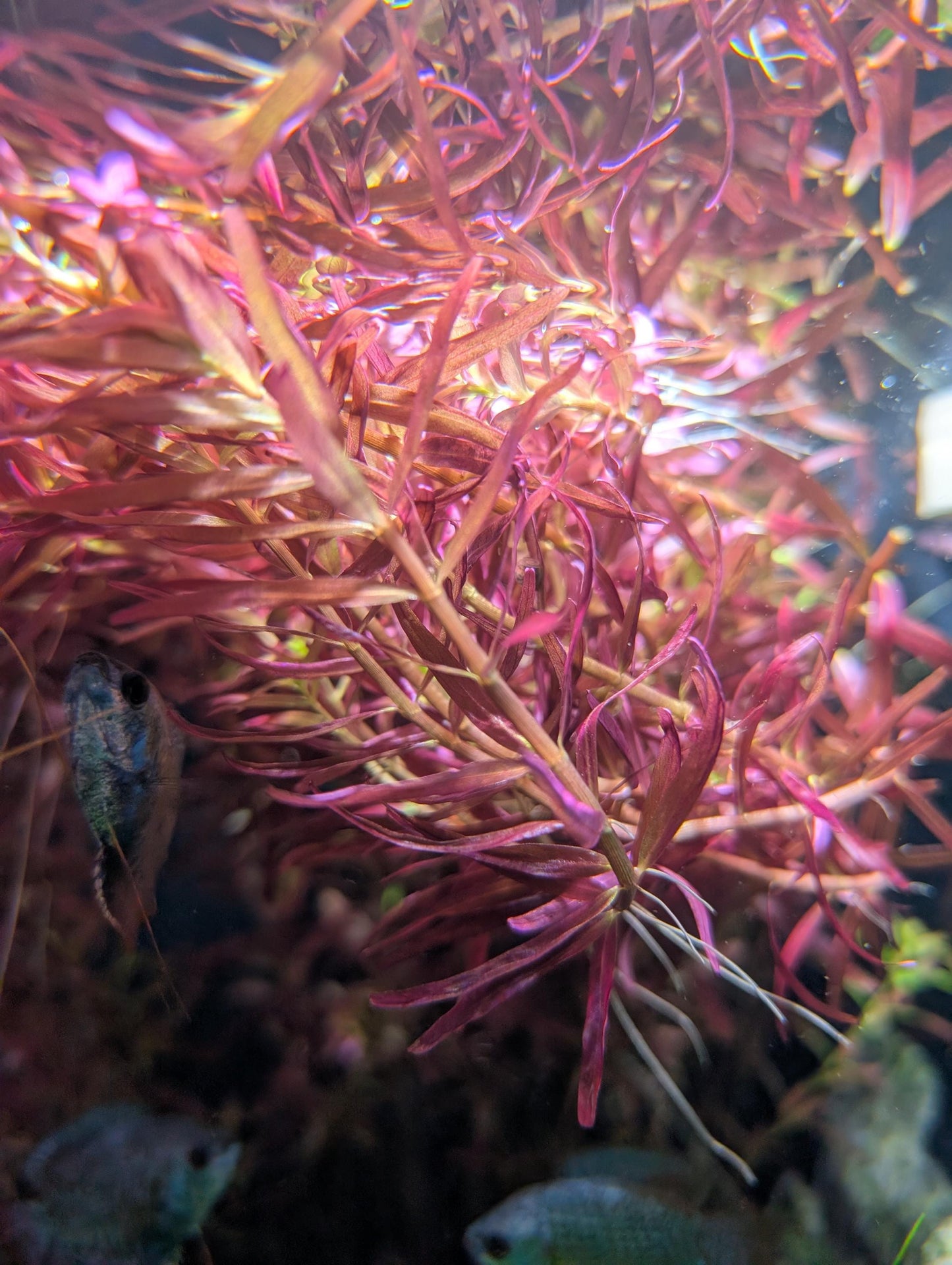 10+ 8"+ Stems Rotala Rotundfolia Blood Red  Buy 2 Get 1 FREE Aquarium Stem Plant