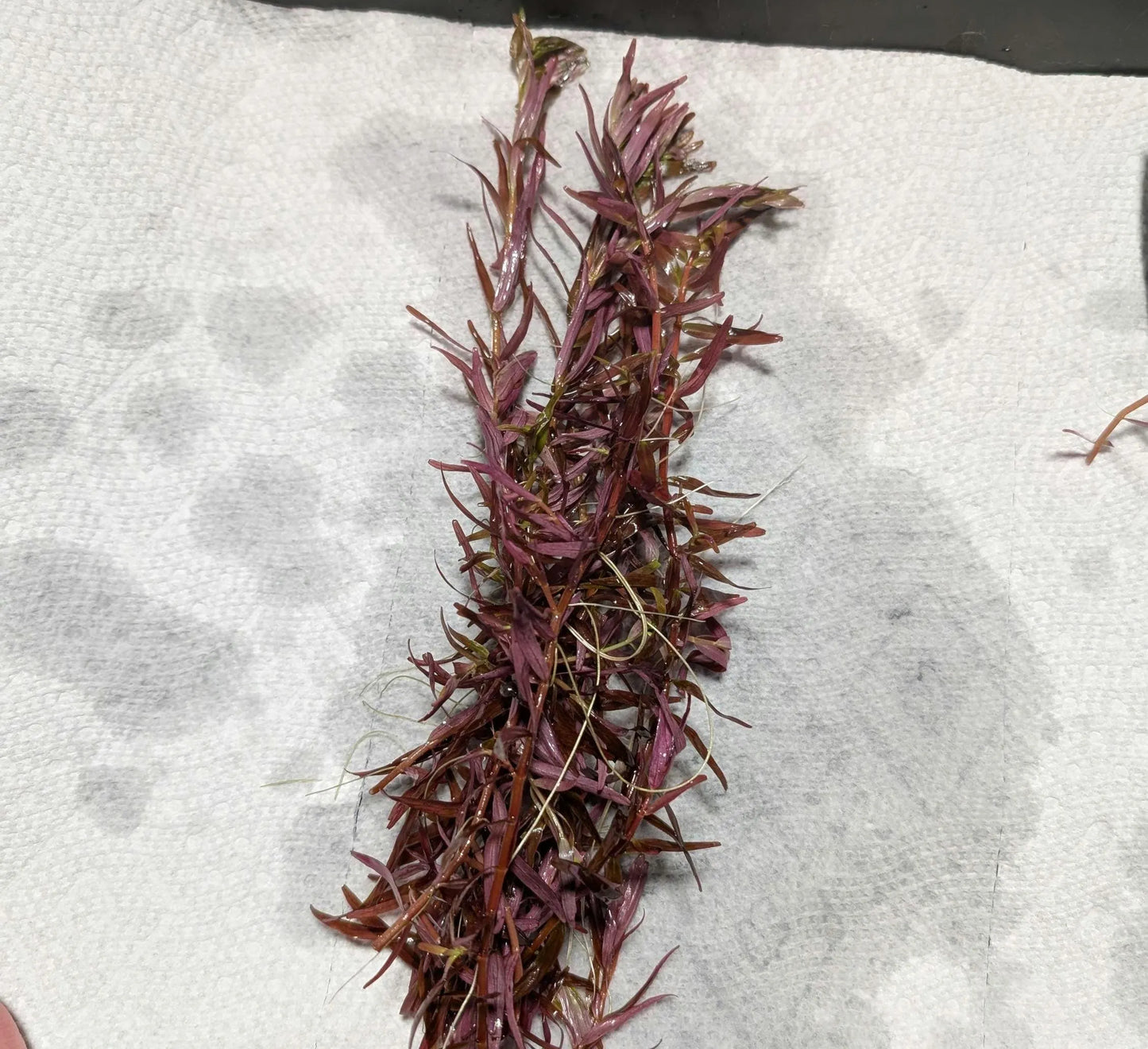 10+ 8"+ Stems Rotala Rotundfolia Blood Red  Buy 2 Get 1 FREE Aquarium Stem Plant