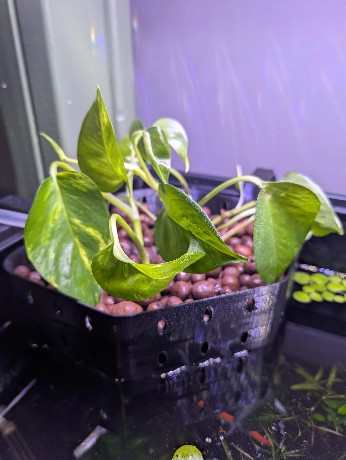 Aquarium House Plant Corner Basket - Adjustable