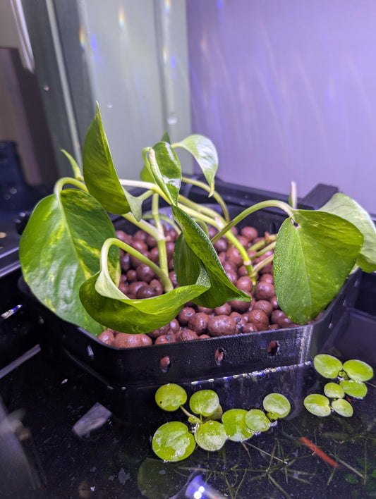 Aquarium House Plant Aquaponic Corner Basket - Adjustable