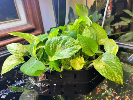 Aquarium House Plant Aquaponic Corner Basket - Adjustable