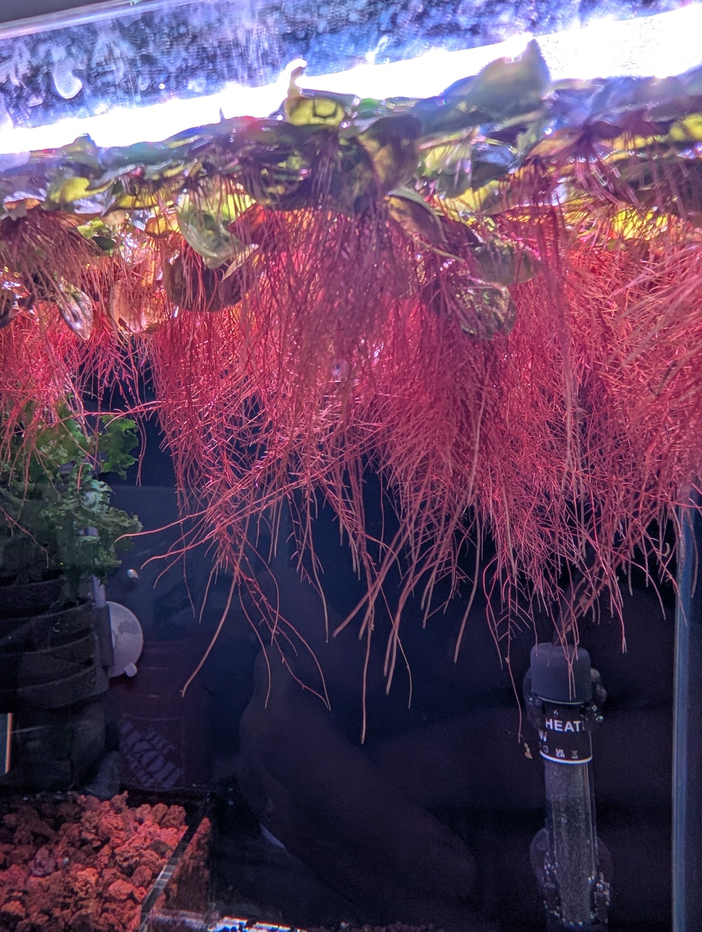 40+ Leaves Red Root Floaters Floating Plants Phyllanthus Fluitans