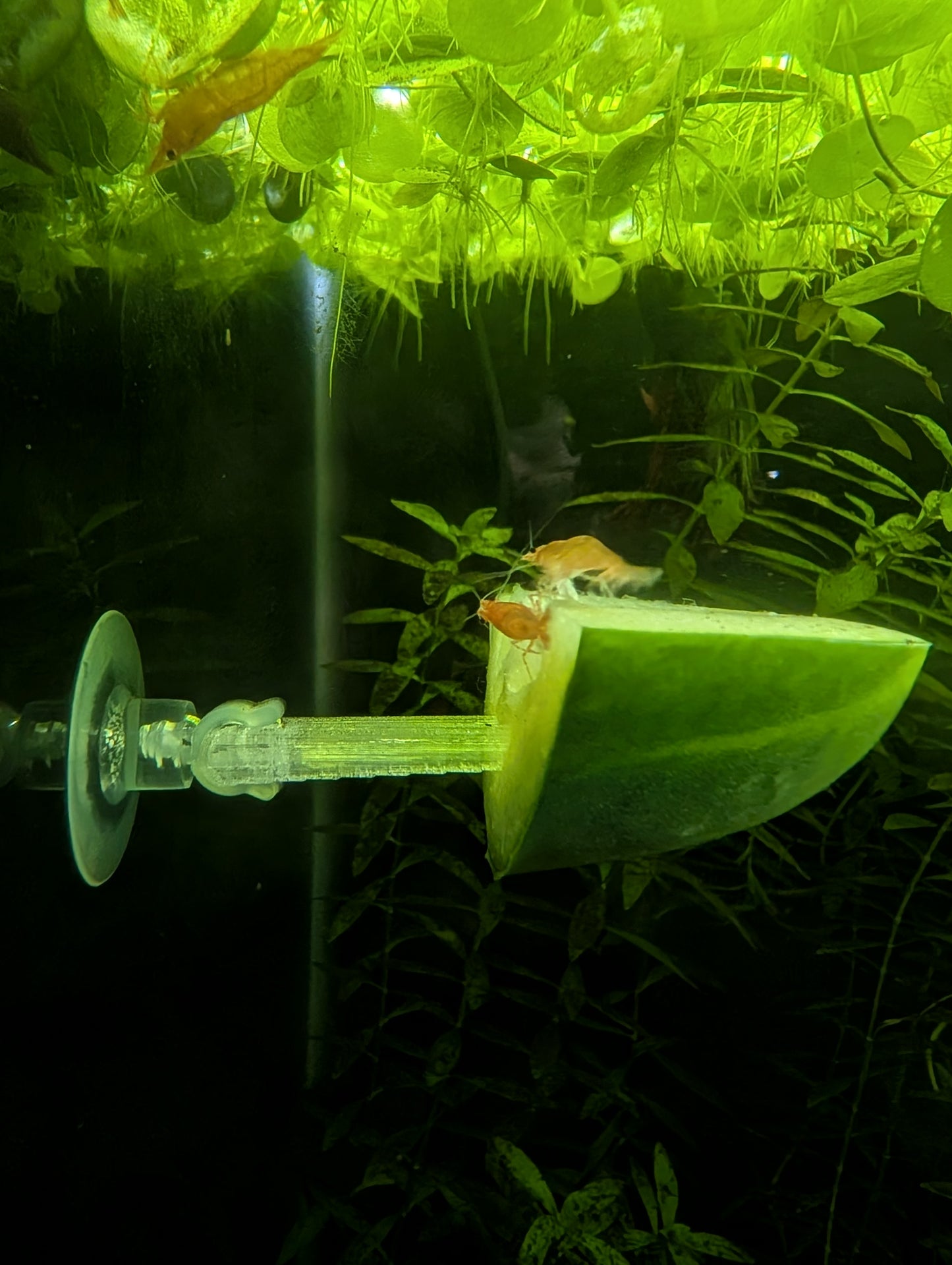 Aquarium Veggie Skewer with Suction Cup