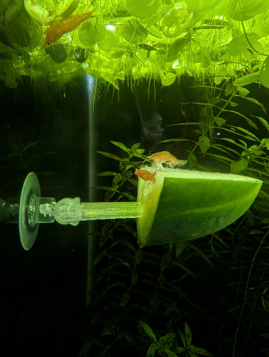 Aquarium Veggie Skewer with Suction Cup