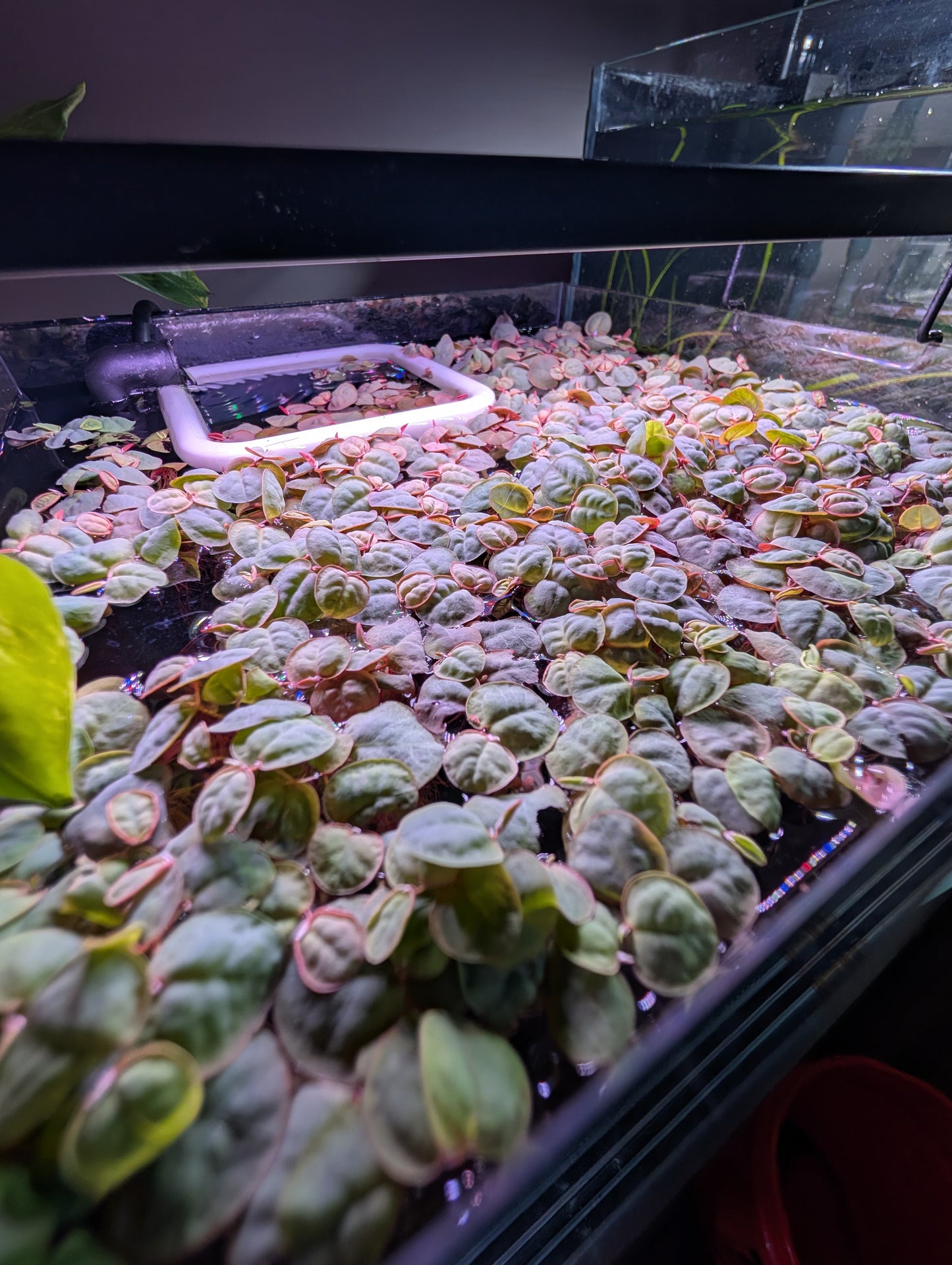 40+ Leaves Red Root Floaters Floating Plants Phyllanthus Fluitans