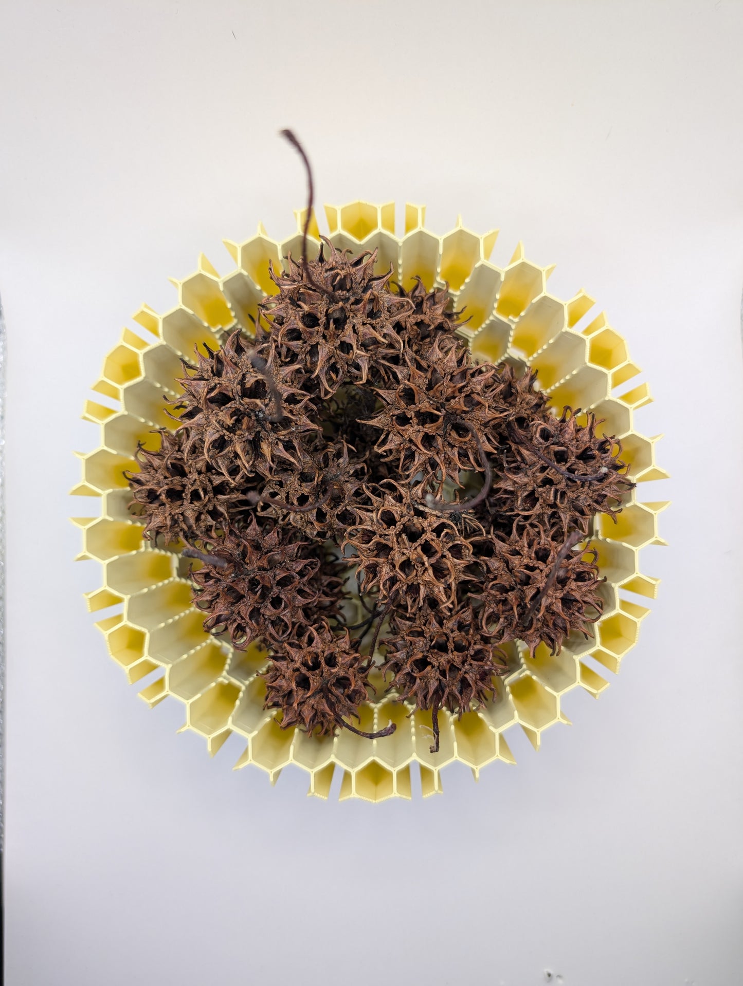 Sweet Gum Tree Balls 10 Pack