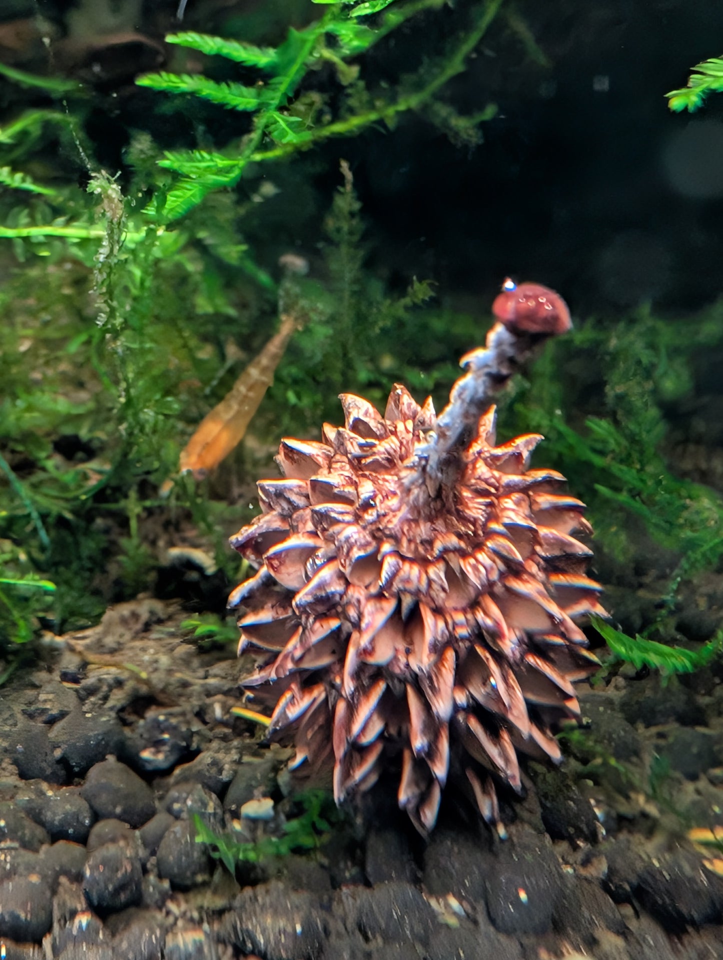 Betta, Fish, Shrimp Botanicals - 10 Casuarina Pods