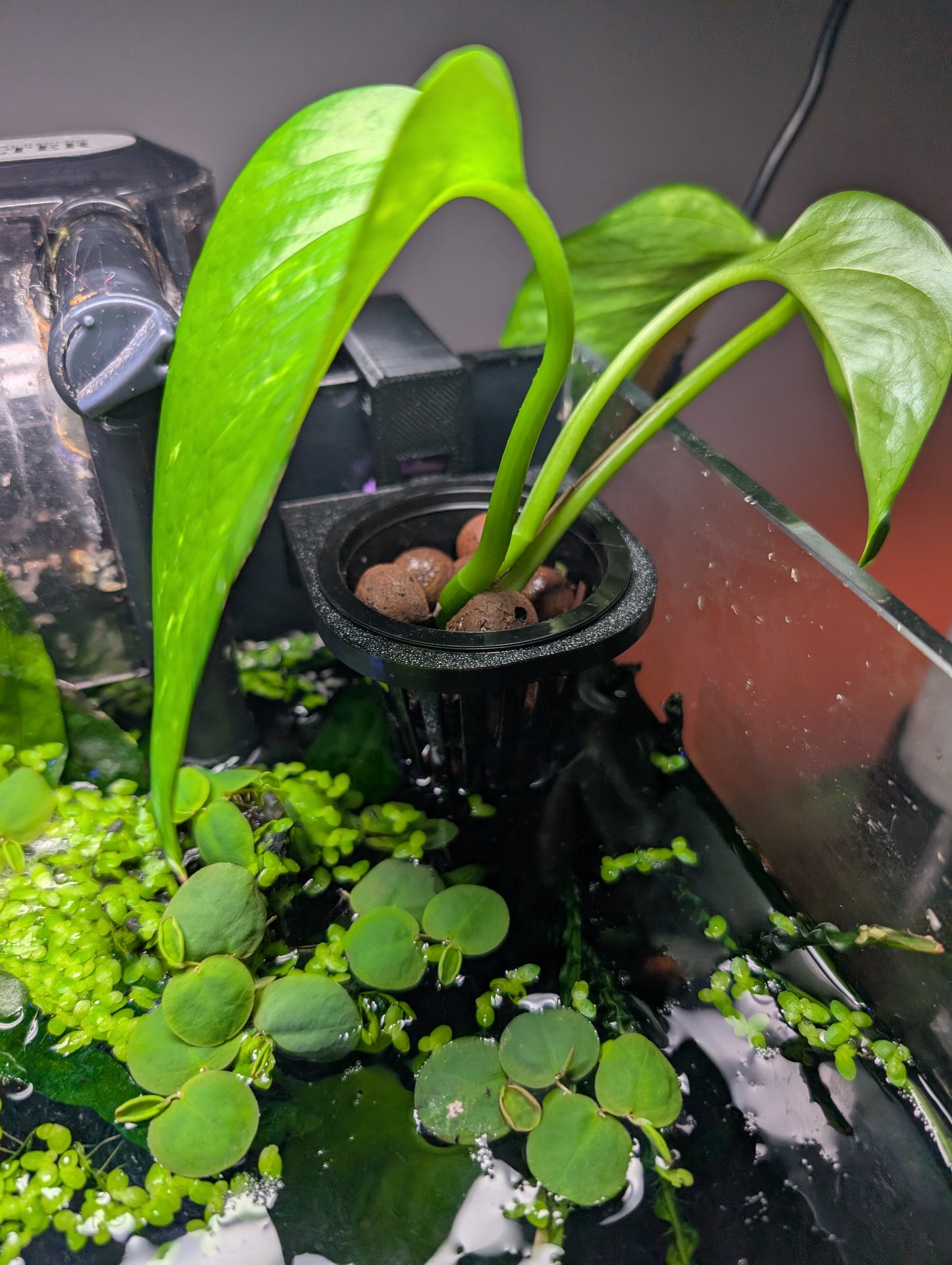 2” Net Pot Holder Holder for Aquariums Single + Double. Pots included!