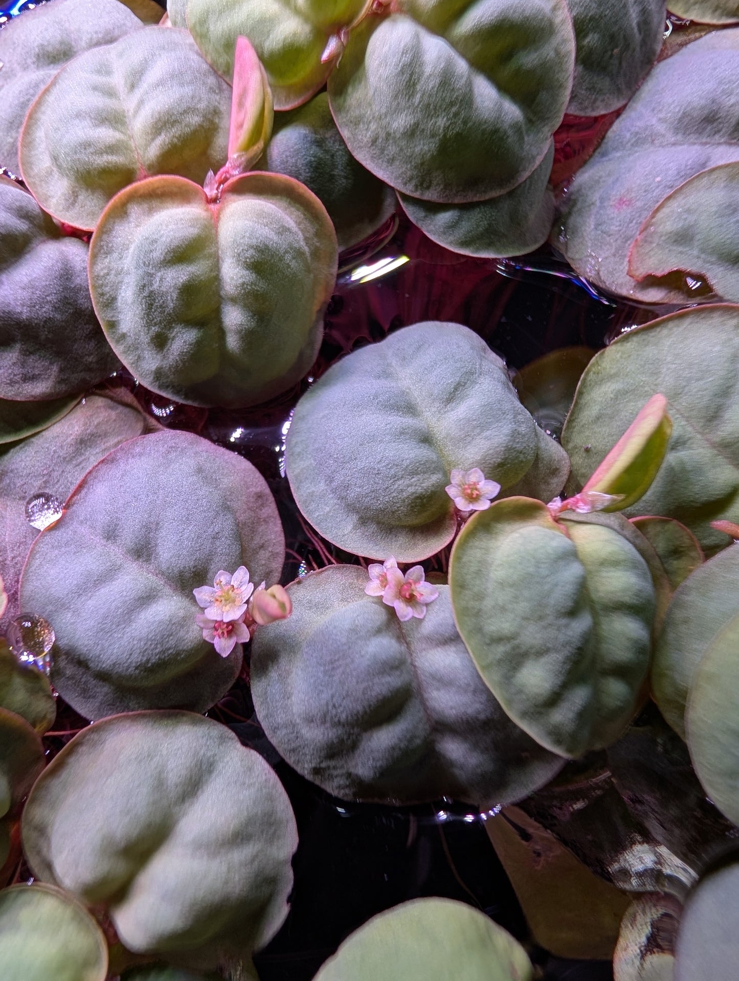 40+ Leaves Red Root Floaters Floating Plants Phyllanthus Fluitans