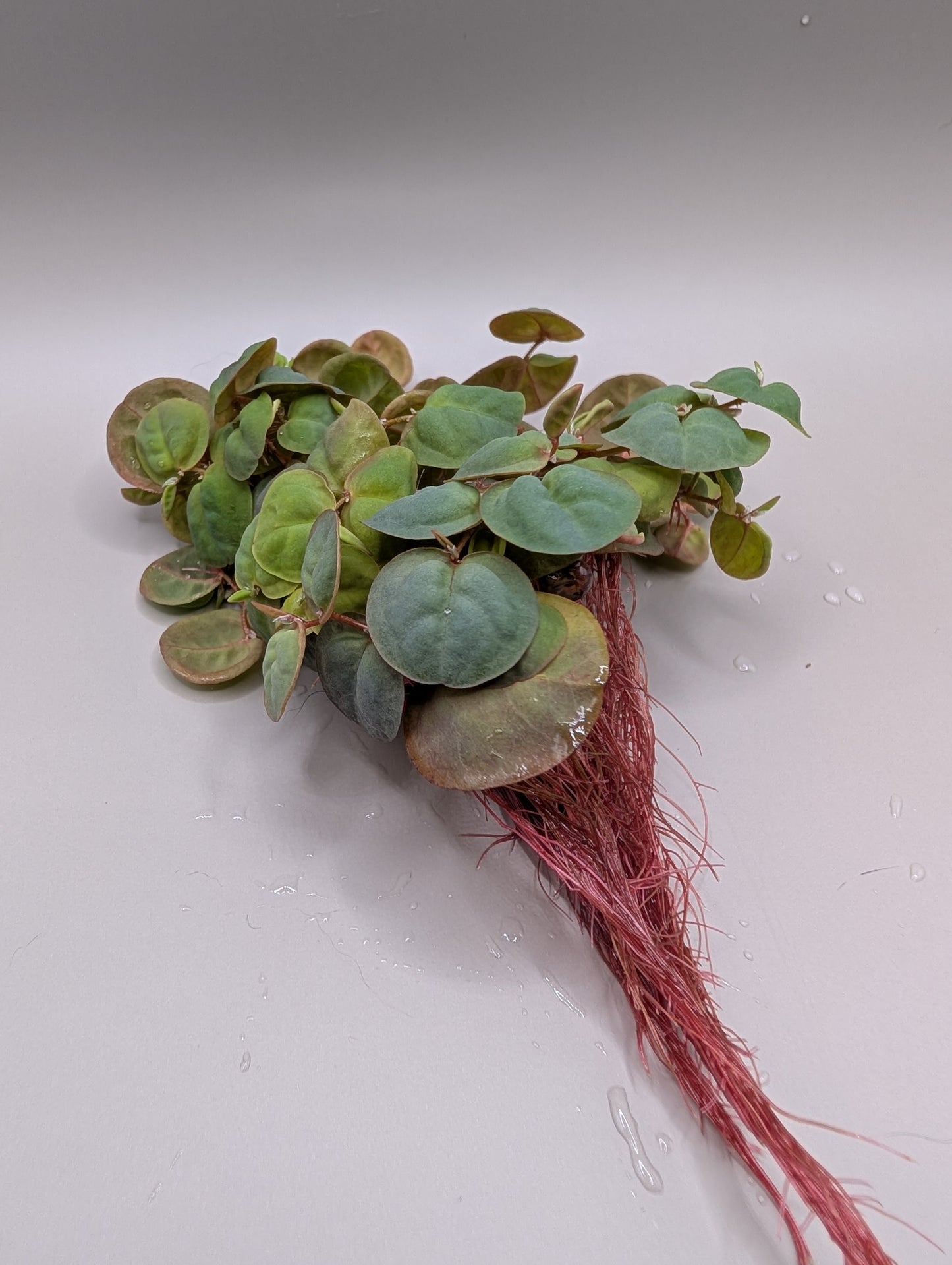 40+ Leaves Red Root Floaters Floating Plants Phyllanthus Fluitans
