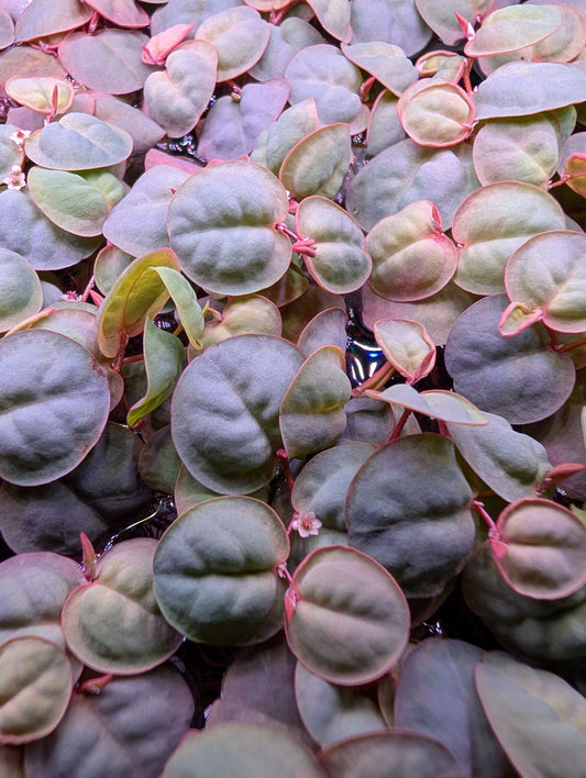 40+ Leaves Red Root Floaters Floating Plants Phyllanthus Fluitans